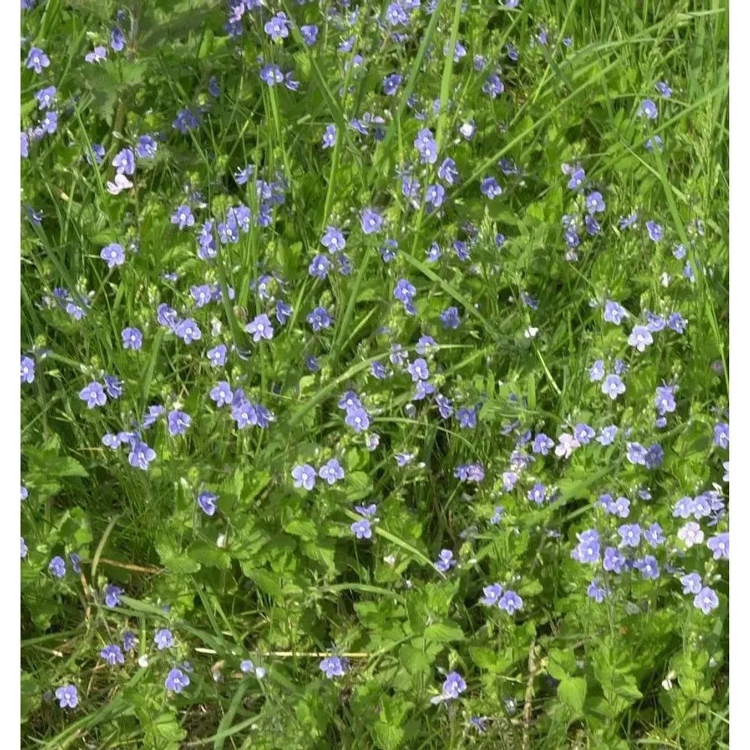 Zwerg-Polster-Ehrenpreis - Veronica,iwanensis