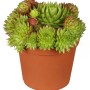 Hauswurz Grün-Rosa im Topf, ca. 9 cm. Sempervivum für Steingärten.