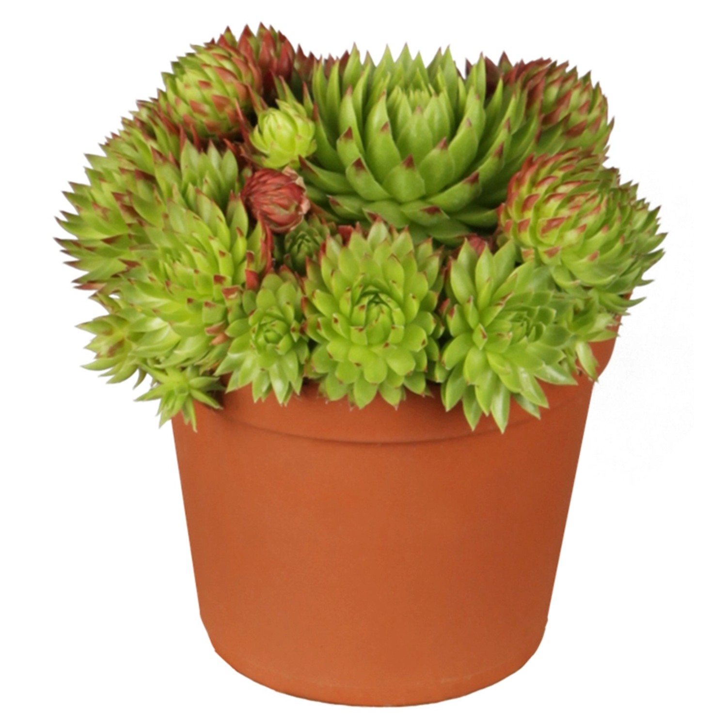 Hauswurz Grün-Rosa Topf-Ø ca. 9 cm x 9 cm Sempervivum