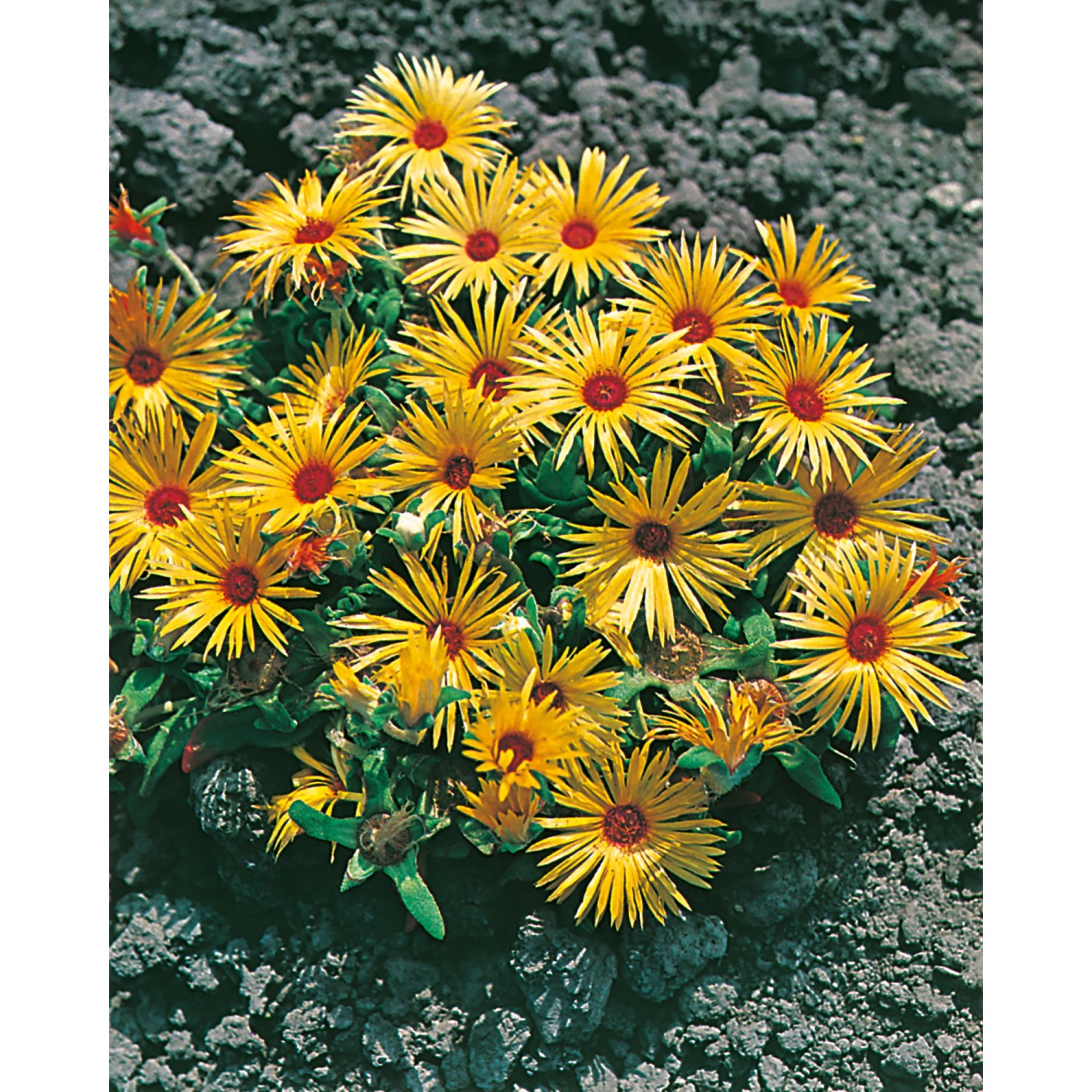 OBI Mittagsblume Lesotho Gelb Topf-Ø ca. 9 cm x 9 cm Delosperma