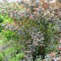 Buschige, rote Blasenspiere (60–100 cm) mit weißen Blüten im Garten.