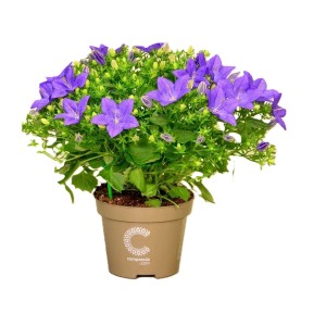 Stern-Glockenblume Napoli Blau im Topf, ca. 20-30 cm hoch. Dekorative Sommerpflanze mit blauvioletten Blüten.