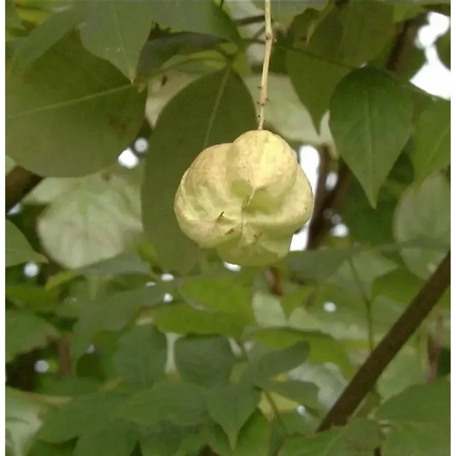 Kolchische Pimpernuss 100-125cm - Staphylea colchica