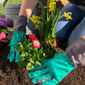 Hände pflanzen Blumen in Universal Pflanzerde. Gartenerde für Gemüse, Obst und Zierpflanzen.