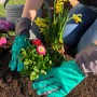 Hände pflanzen Blumen in Universal Pflanzerde. Gartenerde für Gemüse, Obst und Zierpflanzen.