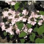 Japanischer Schneeball 'Pink Beauty' Hochstamm, rosa Blüten und grüne Blätter.