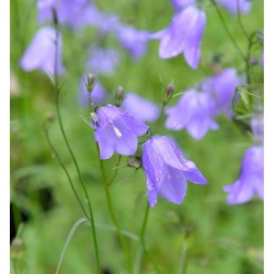 Nahaufnahme der zarten, blauen Blüten der Rundblättrigen Glockenblume Olympica.