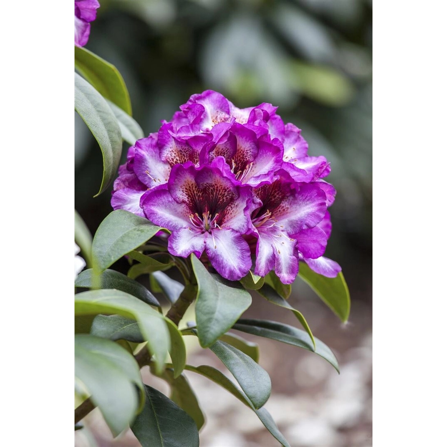 Rhododendron Hybr. Hans Hachmann Rhododendron Rot 30–40 cm günstig online kaufen