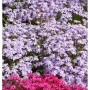 Teppich Phlox Bentia (Phlox subulata) mit lila und pinkfarbenen Blüten.