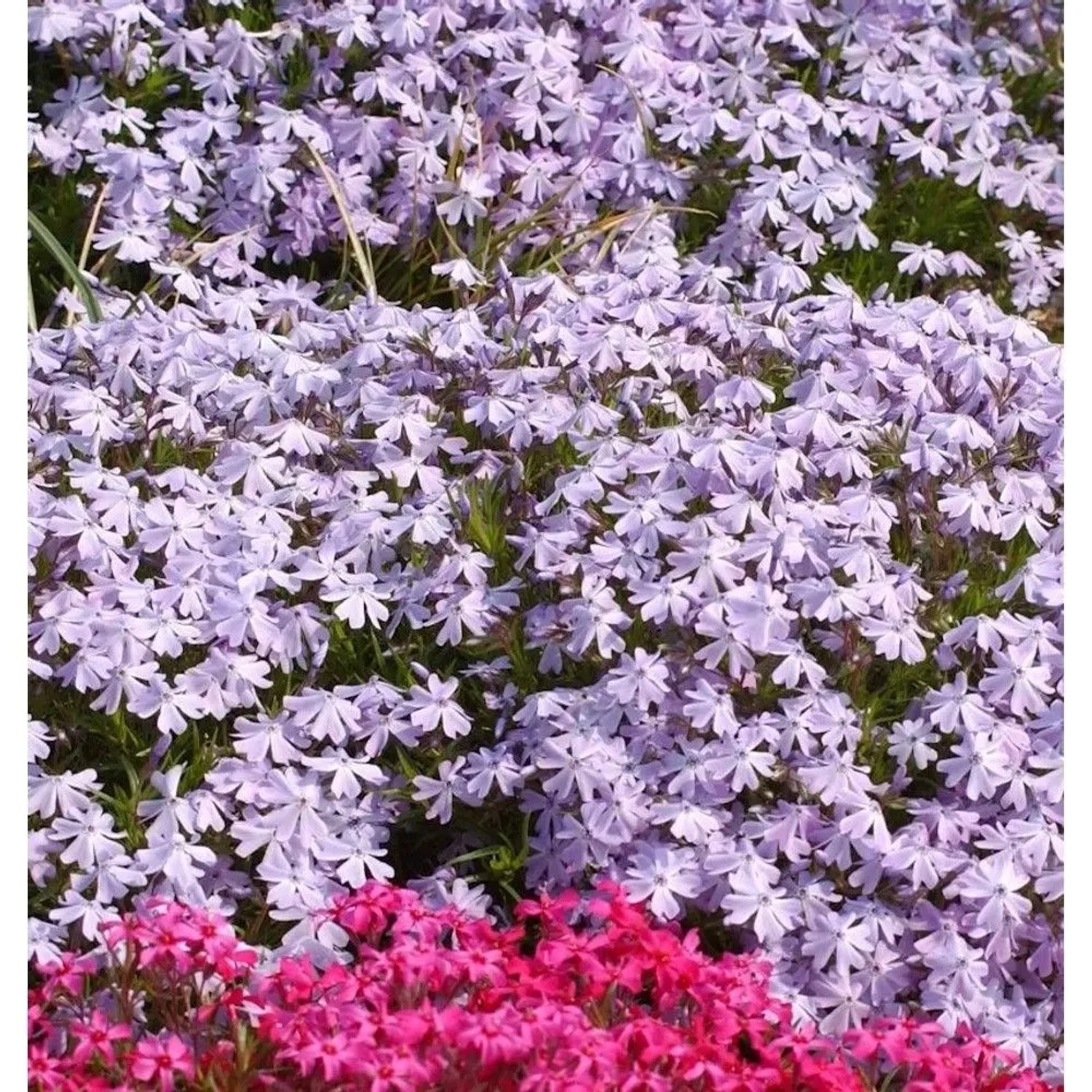 Teppich Phlox Bentia - Phlox subulata
