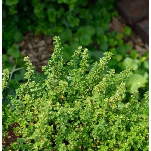 Echter Zitronen Thymian Lemon Variegated - Thymus citriodorus