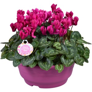 Alpenveilchen (Cyclamen persicum) in pinkfarbener Schale, Topfpflanze für den Außenbereich.