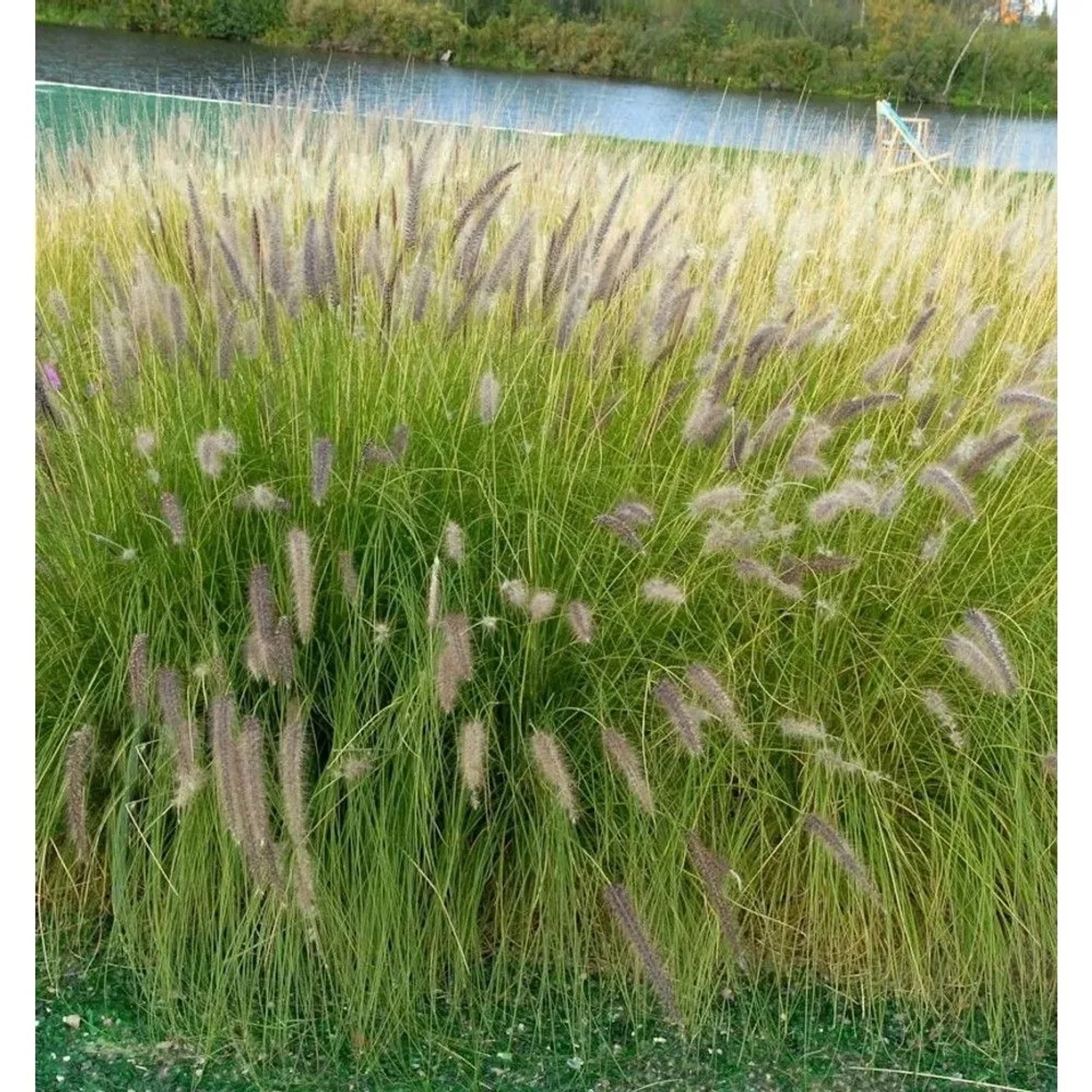 Lampenputzergras Tall Tailes - Pennisetum orientale