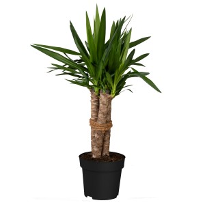 Palmlilie (Yucca filamentosa) im schwarzen Topf, ca. 23 cm Ø, grüne Blätter.