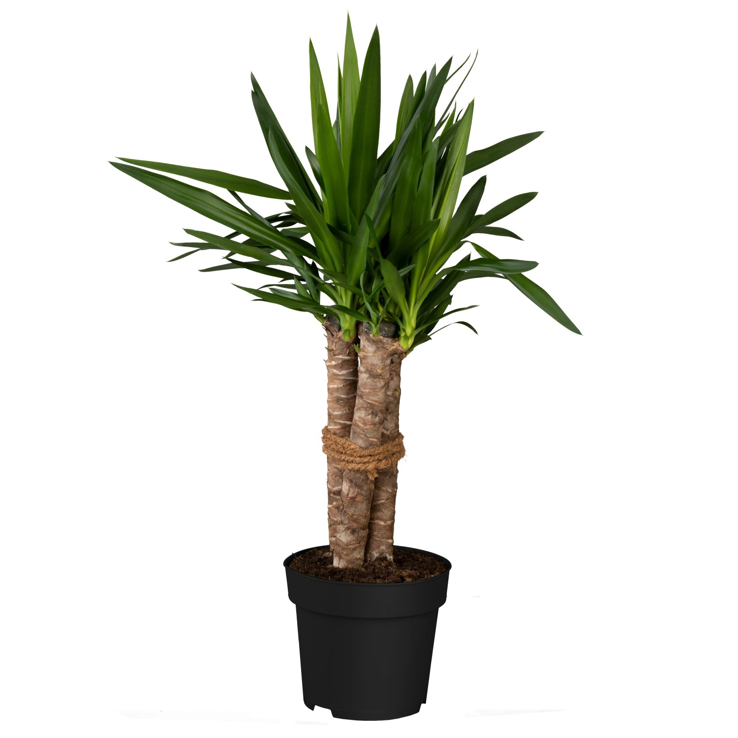 Yucca filamentosa Palmlilie Solitr winterhart Topf- ca. 23 cm Wei kaufen  bei OBI