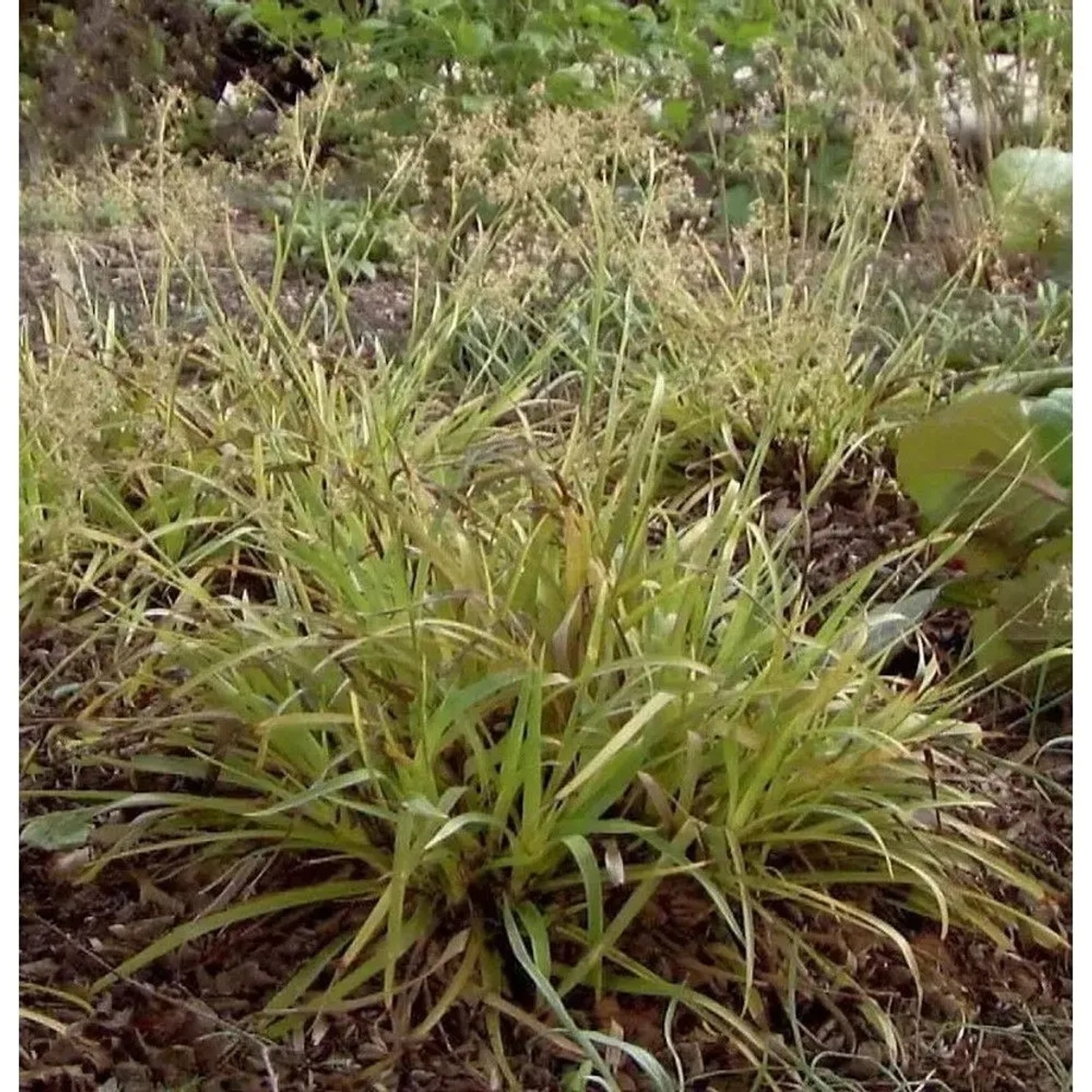Waldmarbel Wintergold - Luzula nivea