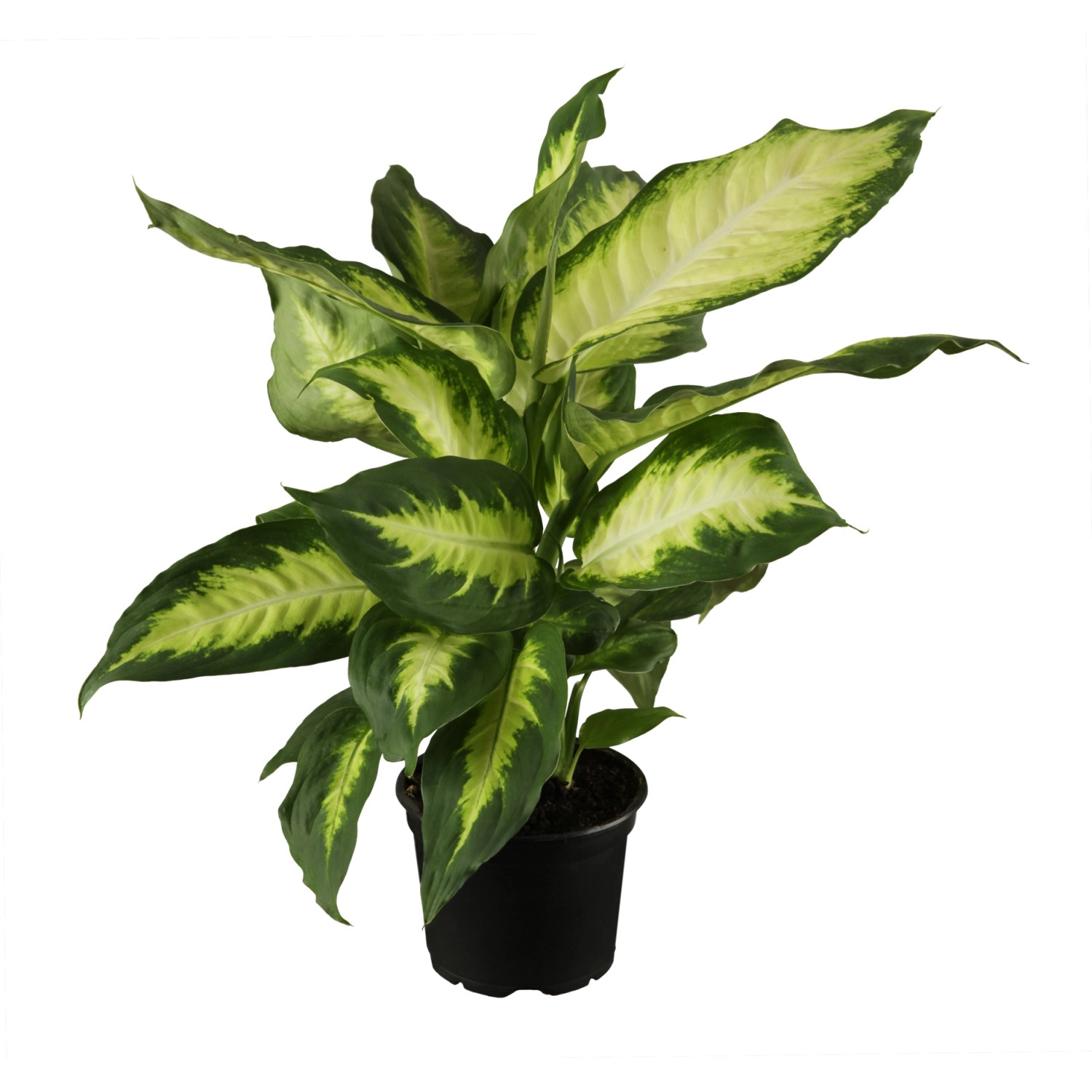 Dieffenbachie Camilla Topf-Ø ca. 12 cm Dieffenbachia