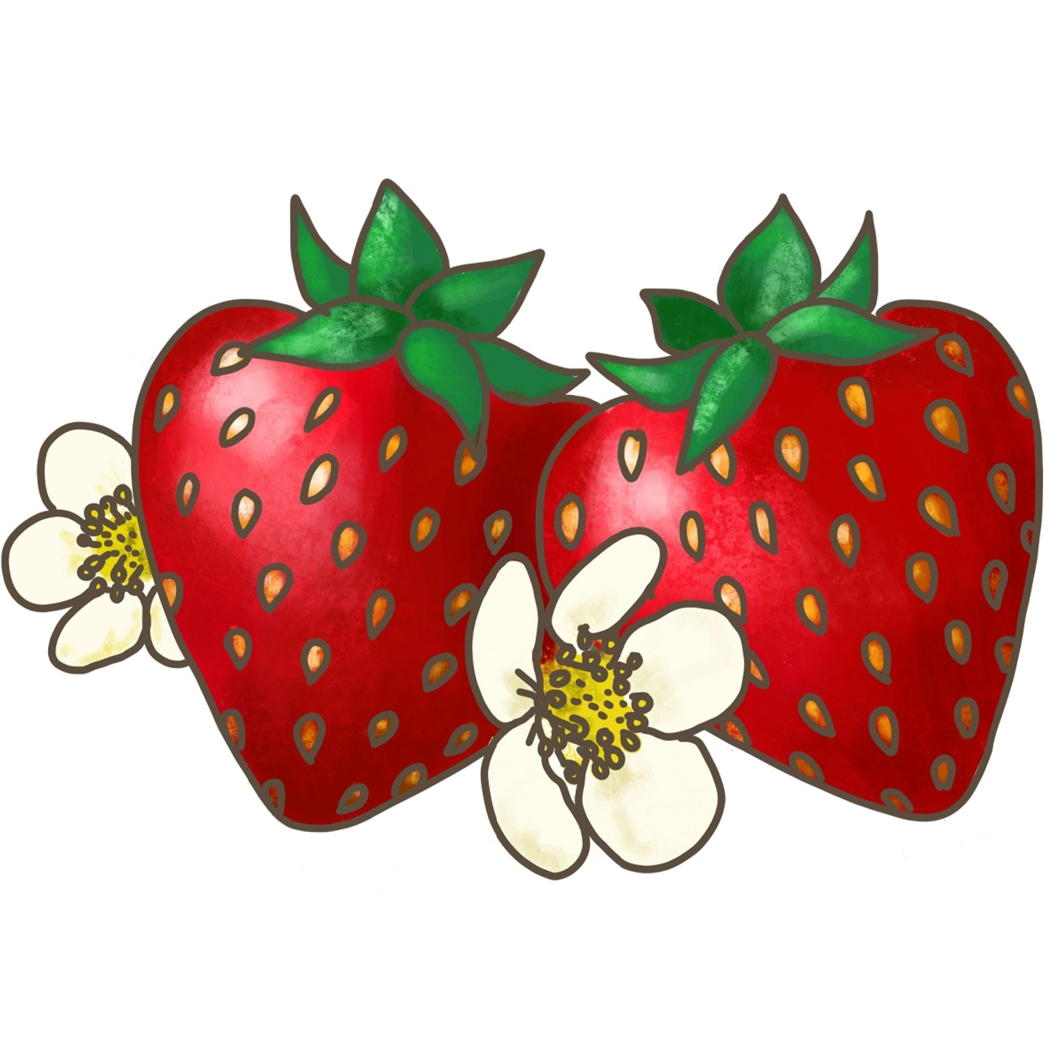 Zwei rote Bio-Erdbeeren Meraldo mit weißen Blüten, Topf-Ø ca. 12 cm.