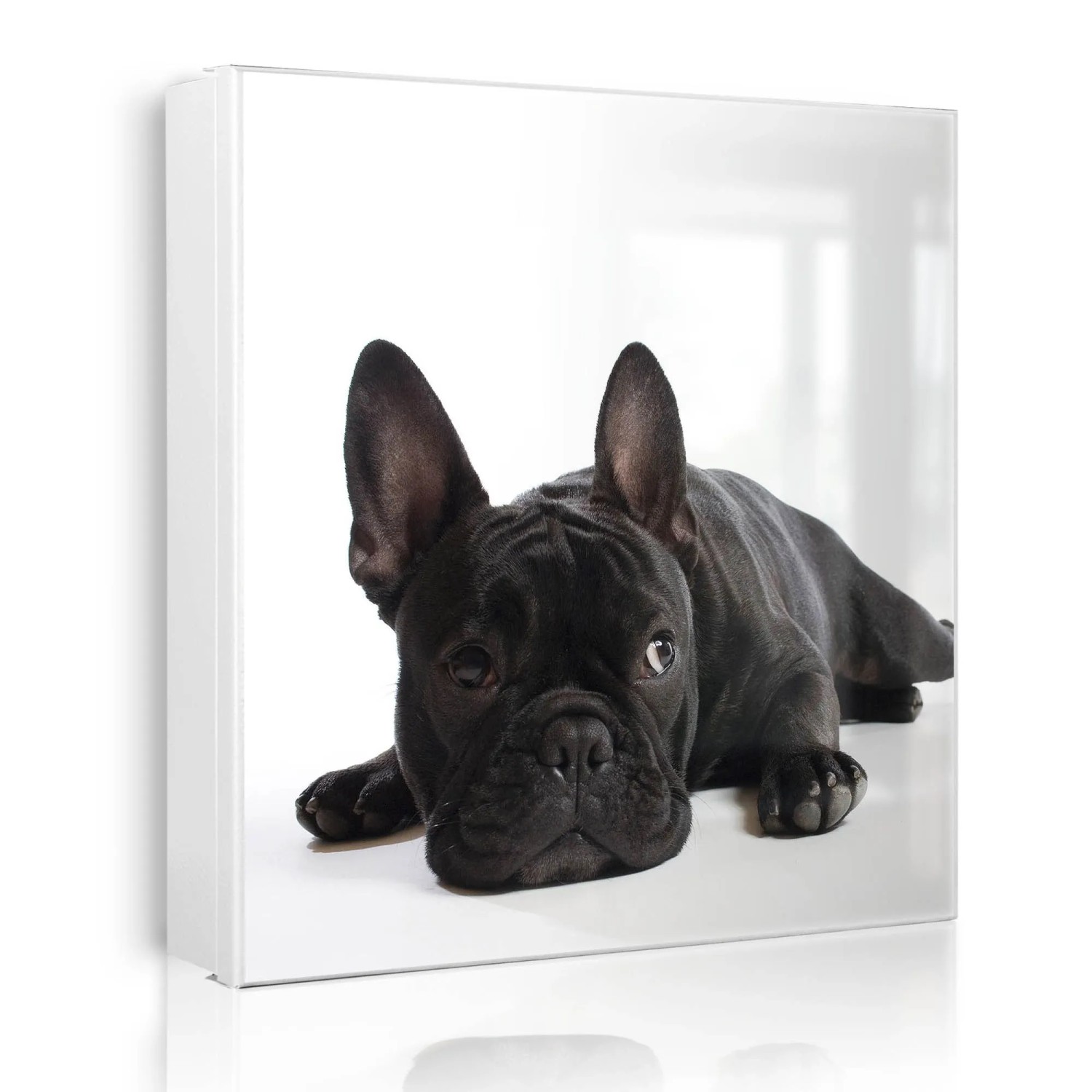 Banjado Großer Schlüsselkasten Metall 30x30cm Weiß Scharnier Rechts 50 Haken Beschreibbar Magnetisch Motiv Bulldogge