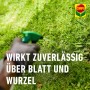 Anwendung von Compo Banvel Quattro Rasenunkraut-Vernichter auf Rasen.