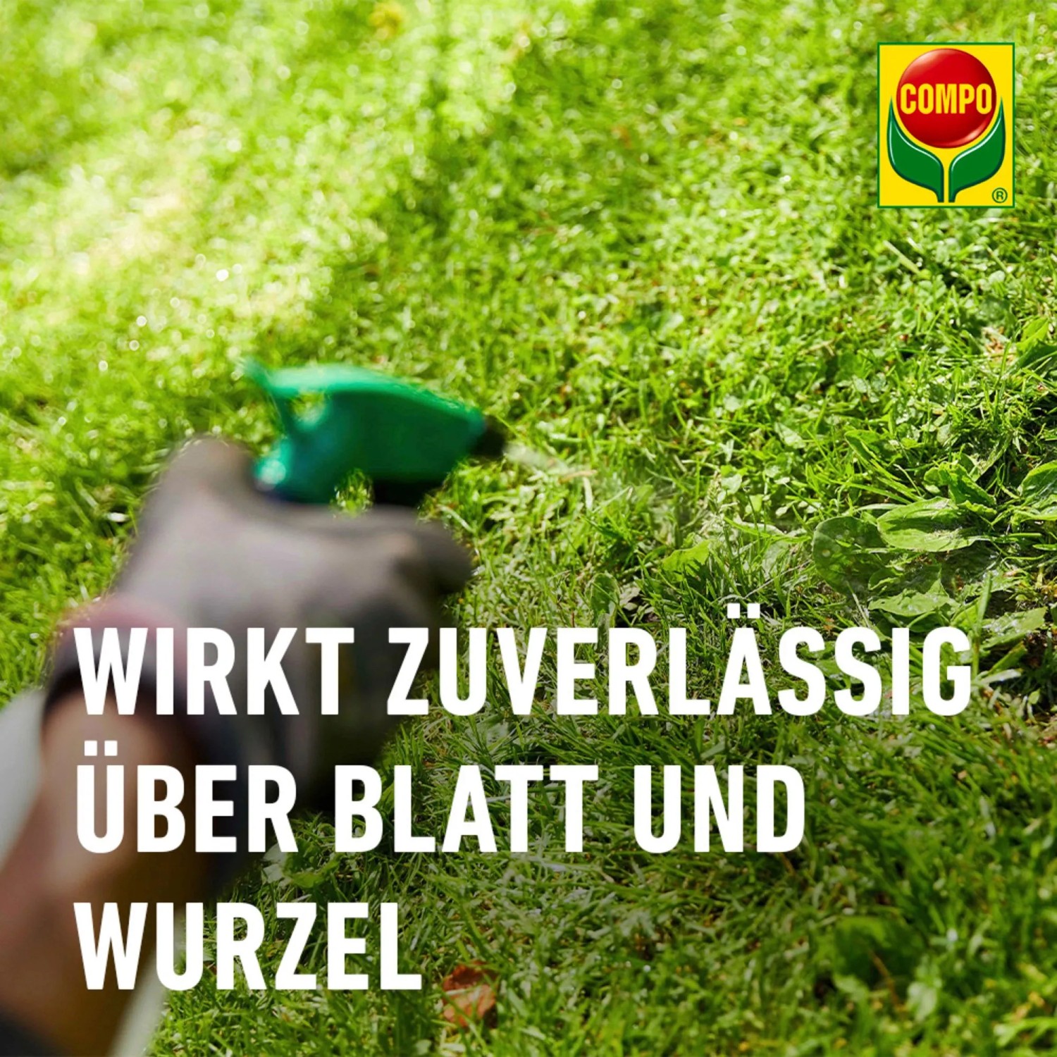 Anwendung von Compo Banvel Quattro Rasenunkraut-Vernichter auf Rasen.