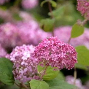 Ballhortensie Pink Annabelle 60-80cm - Hydrangea arborescens