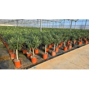 Sunny-Tree Oleander auf Stamm Farbe Weiß Nerium Oleander Höhe 110-120 cm Pflanze für Draußen Immergrün im Winter Mediterrane Pflanze