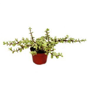 Exotenherz Jadebaum (Portulacaria Afra Var.) im 12cm Topf, eine dekorative Zimmerpflanze.