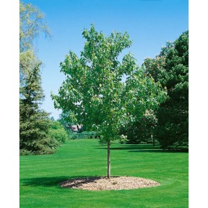 Acer Rubrum Green Pillar, ein Rot-Ahorn mit grünen Blättern und säulenförmigem Wuchs, Stammhöhe 125 cm.