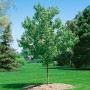 Acer Rubrum Green Pillar, ein Rot-Ahorn mit grünen Blättern und säulenförmigem Wuchs, Stammhöhe 125 cm.
