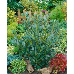 Buschiger Kirschlorbeer 'Gajo' (60-80 cm) als Heckenpflanze im Garten.