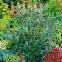 Buschiger Kirschlorbeer 'Gajo' (60-80 cm) als Heckenpflanze im Garten.