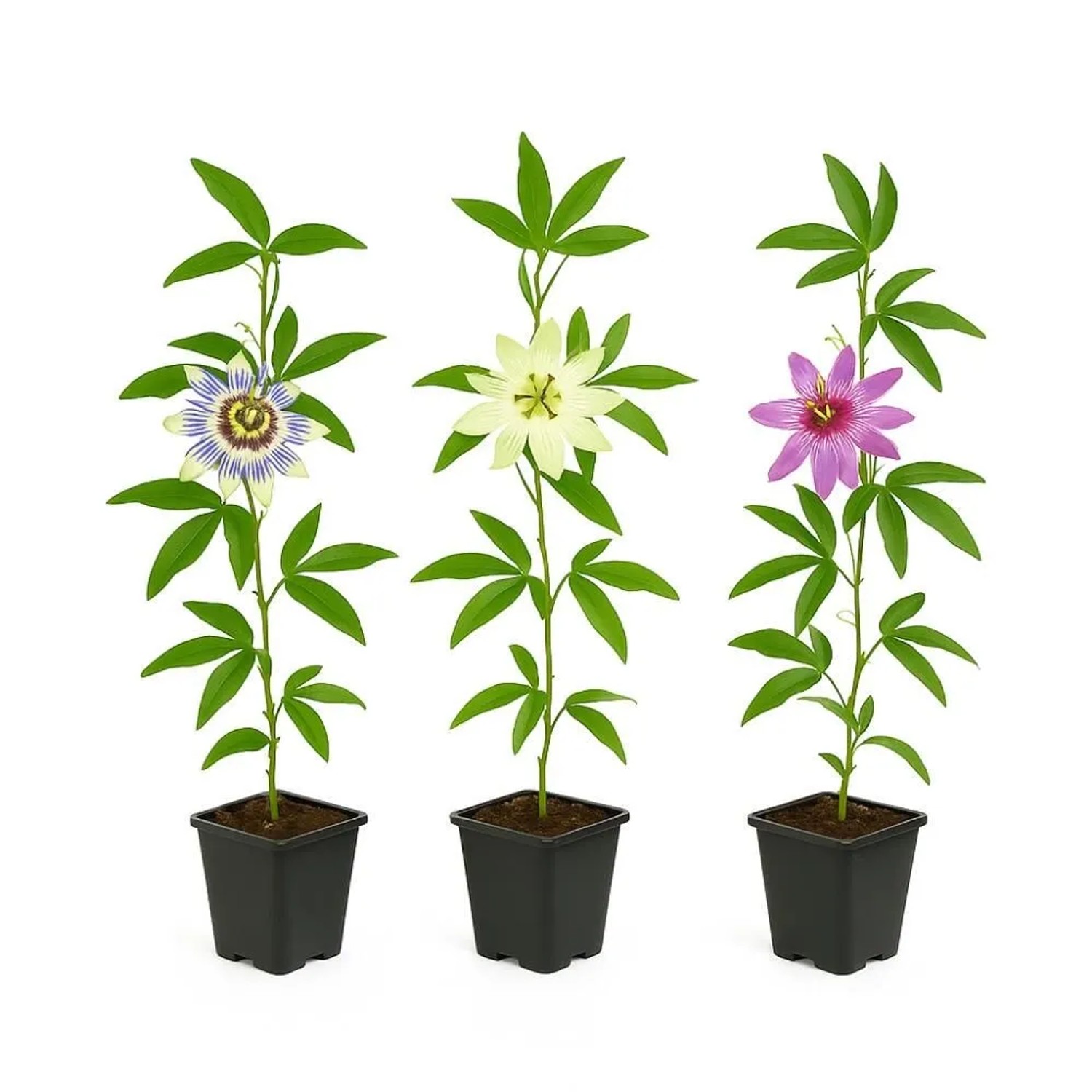 Exotenherz Kletterpflanzen Passionsblume Passiflora Tricolor 3er Set 11cm T günstig online kaufen