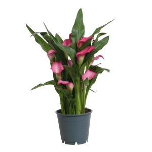 Zimmerkalla mit pinkfarbenen Blüten im Topf, ca. 30-50 cm hoch.