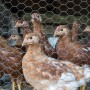 Hühner hinter Aquagart Sechseckgeflecht Hühnerzaun, Maschendrahtzaun für den Garten.