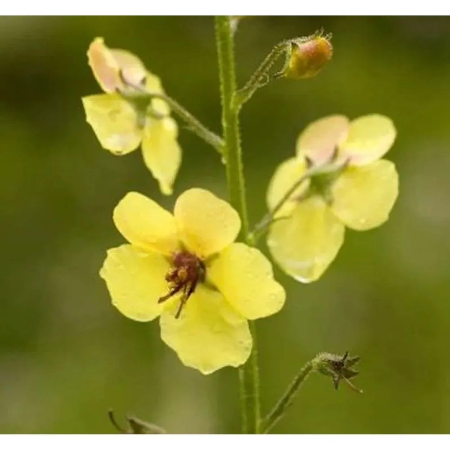 Königskerze Cotswold Queen - Verbascum Hybrid