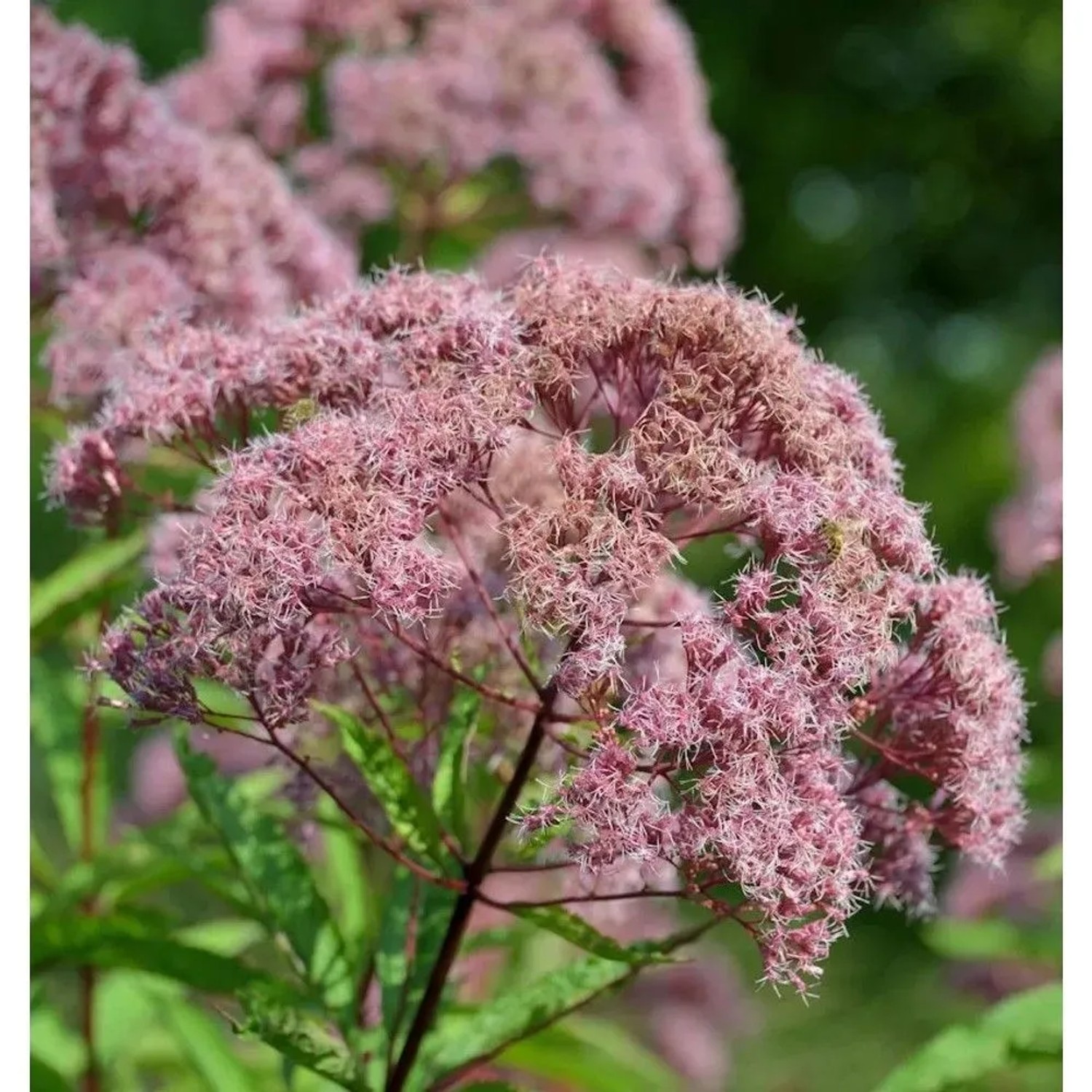 Wasserdost rosarot (Eupatorium fistulosum) mit flauschigen, rosafarbenen Blüten. Eine blühende Staude für den Garten.