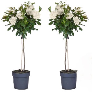 Stammrose Palace Weiß, ca. 100-110cm hoch im Topf. Elegante, weiße Rosen für Beet und Kübel.
