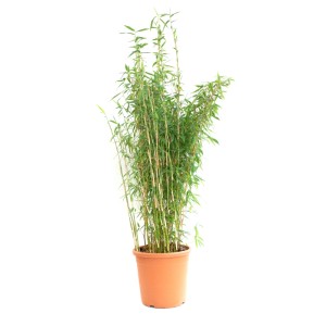 Gartenbambus Fargesia im Topf, ca. 100cm hoch, immergrün und winterhart.