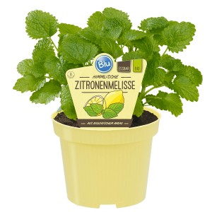 Blu Bio-Zitronenmelisse im Topf, Küchenkräuter für Tee und mehr.