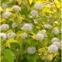 Blasenspiere 'Darts Gold' mit goldgelben Blättern und weißen Blüten.