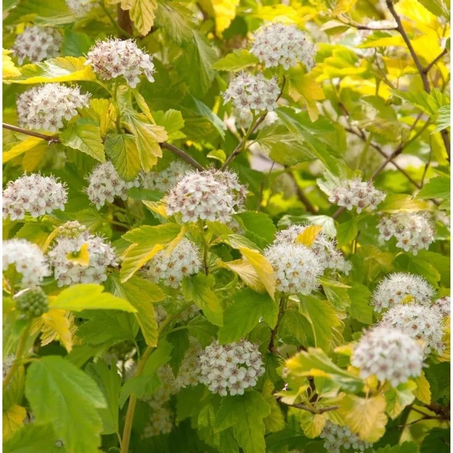 Blasenspiere Darts Gold 60-80cm - Physocarpus opulifolius