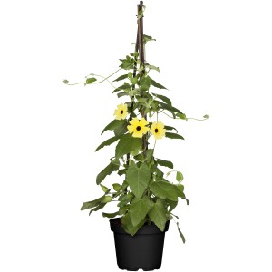 Schwarzäugige Susanne im Topf mit gelben Blüten und dunkler Mitte, rankend an einem Stab.