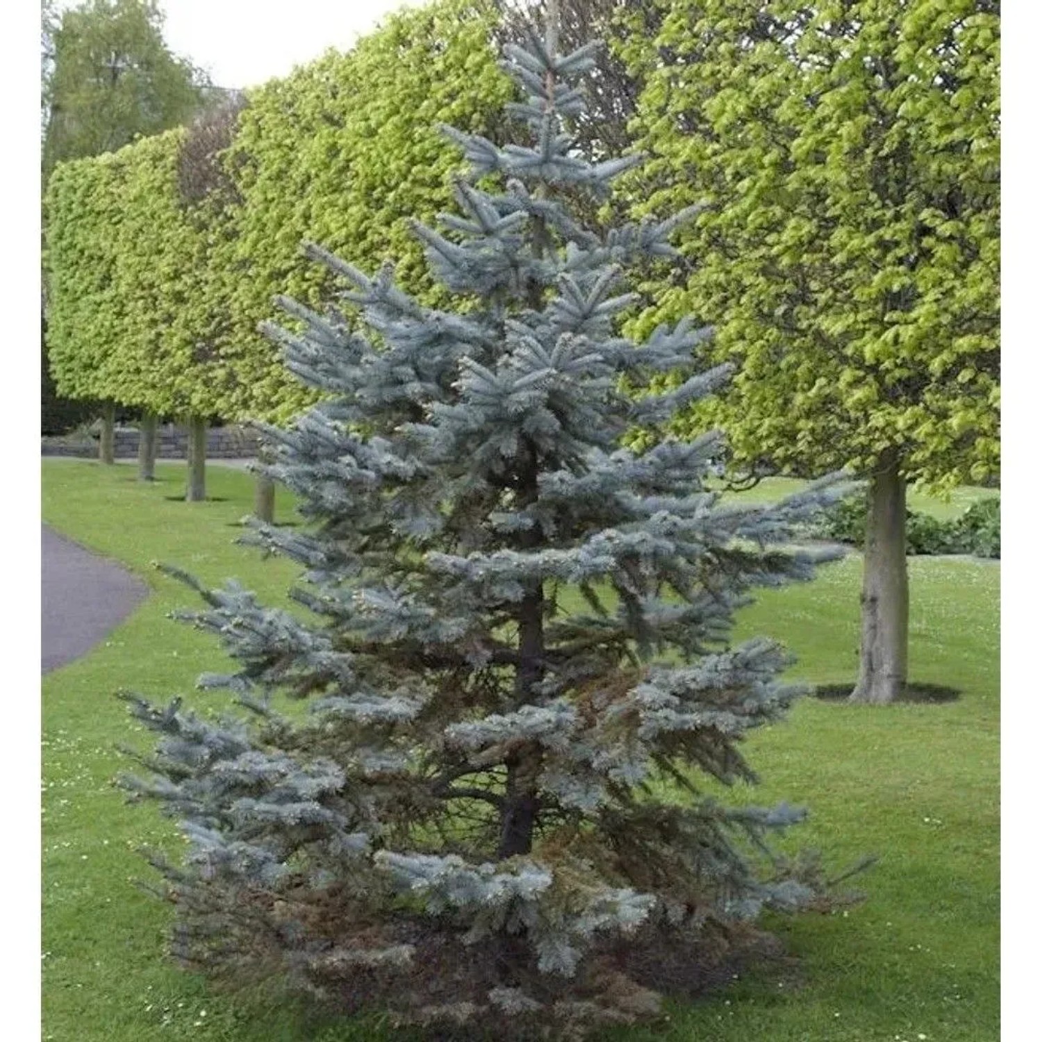 Silberfichte Blaufichte Hoopsii 20-25cm - Picea pungens