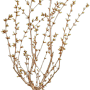 Prunus Kurilensis Brillant Zierkirsche im Topf, ca. 60-80 cm hoch, mit Blütenknospen.