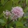 Säckelblume Perle Rose: Zarter Strauch mit rosa Blütenständen im Detail.