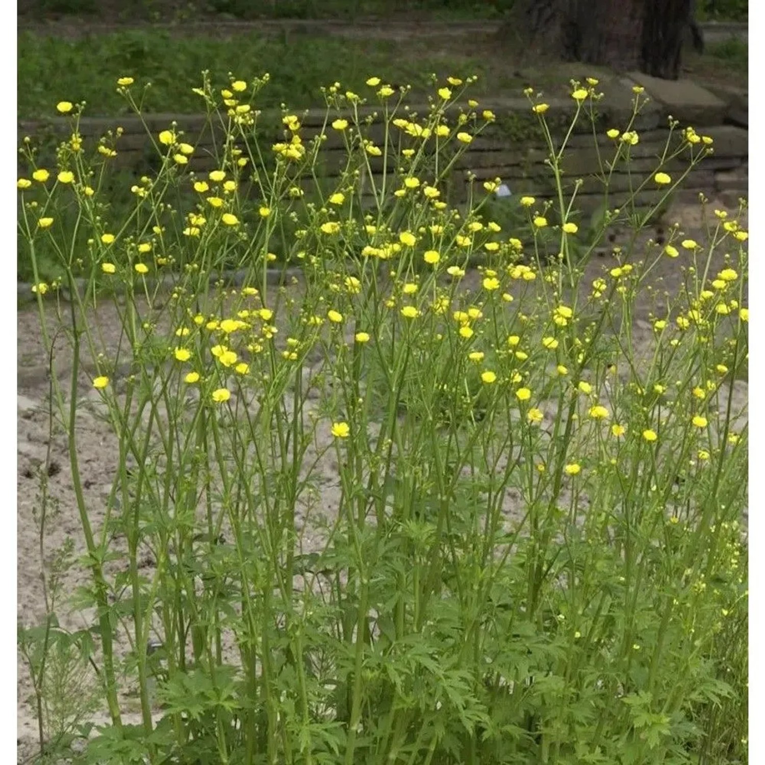 Knollige Hahnenfuß - Ranunculus bulbosus