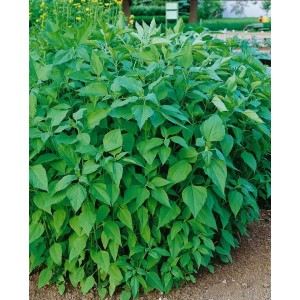 Buschiger Topinambur (Helianthus tuberosus) im Topf, grüne Blätter, ideal für Garten und Beet.