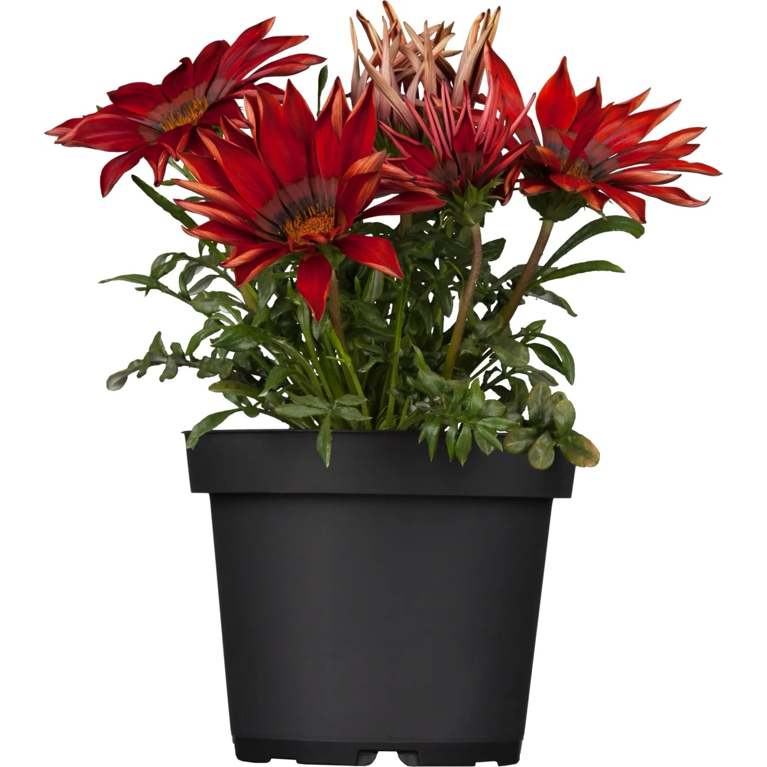 Gazanie, T11, Gazania Hybriden
