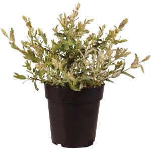 Harlekinweide Hakuro Nishiki im Topf, weiß-rosa-grünes Laub. Dekorative Zierweide für Garten & Kübel.